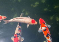 网红黑锦鲤,网红界的神秘魅力